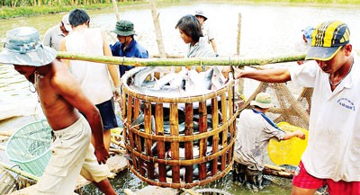 A large number of mature Pangasius fish is in unsold condition (Photo: SGGP)